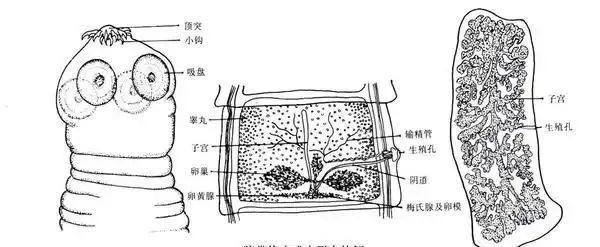 为何牛肉可以吃3分熟猪肉却绝对不可以？(图1)